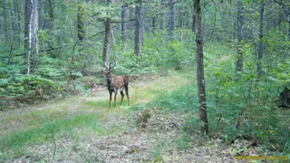 В Окском заповеднике впервые за 40 лет встретили пятнистого оленя