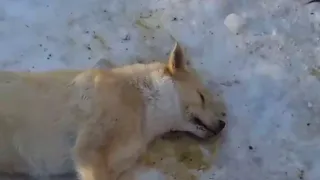 В Пензе массово отравили бродячих собак: жители требуют найти виновных