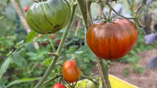 Сажаю позже – собираю урожай раньше: 3 способа позднего, но эффективного посева томатов на рассаду