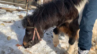 В Коми выявили очаг инфекции от лошадей