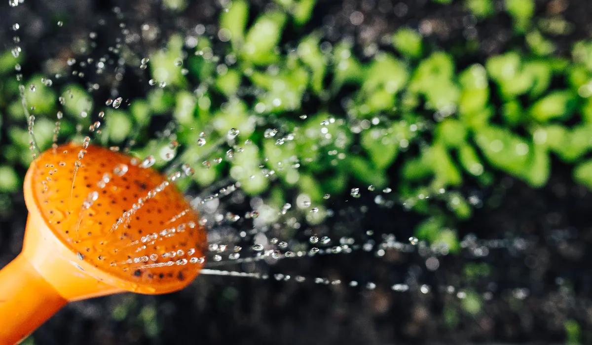 Как луковая шелуха может помочь в выращивании крепкой рассады