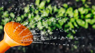 Как луковая шелуха может помочь в выращивании крепкой рассады