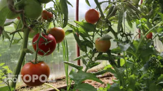 Одна капля на 3 литра: после этого раствора урожай помидоров побьет все мыслимые рекорды