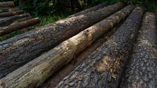 Прокуратура потребовала арендатора провести санитарную вырубку леса в Гороховецком районе