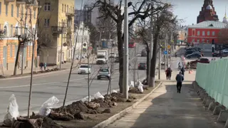 В центре Владимира высадили 50 лип