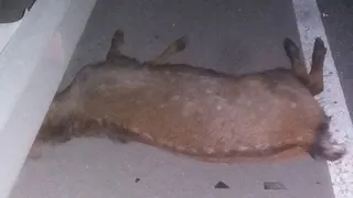 Ночью под Рязанью Chevrolet Cobalt cбил оленя