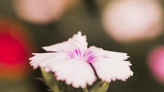 Сажаем этот многолетник — радуемся островкам красоты и благоухания: аромат стоит на километры в округе