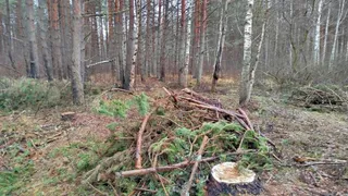 В Гороховецком районе выявили нарушения при транспортировке и складировании древесины