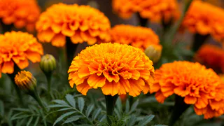 Никогда не выбрасываю отцветшие бархатцы на мусор: Одно простое действие - и сухоцвет превращается в лекарство для почвы