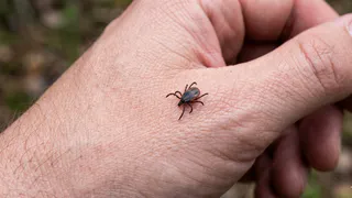 Клещи спасаются бегством от этих запахов: пара пшиков на одежду - и надежная защита без химии до 4 часов