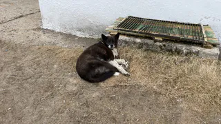 В Чувашии хотят разрешить усыплять бездомных животных, пойманных в общественных местах