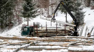 Во Владимирской области колхоз "Рассвет" ответит за действия "черных лесорубов"