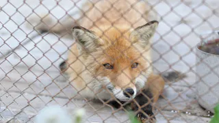 Нашествие лис в Рязанской области⚠️  Охотникам увеличили вознаграждение за убитых рыжих хищниц
