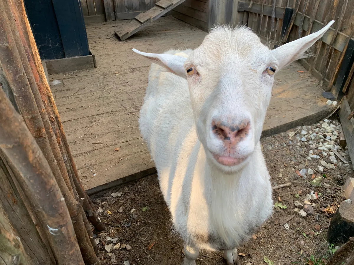 В Магнитогорске Россельхознадзор выявил нарушения при содержании животных в СНТ