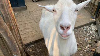 В Магнитогорске Россельхознадзор выявил нарушения при содержании животных в СНТ