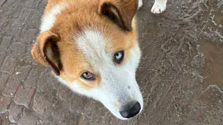 Житель Челябинской области не смог сделать предложение возлюбленной из-за проглоченного его собакой кольца