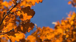 Неделя настоящего тепла в Рязани. Если прогнозы сбудутся