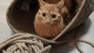 Лимит на кошек: в Татарстане планируют ограничить количество домашних животных в квартирах по нормам площади