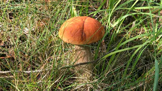 В Коми нашли мёртвым 78-летнего бывшего учителя