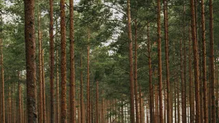 Лесопользователь в Гороховецком районе нарушил правила заготовки древесины