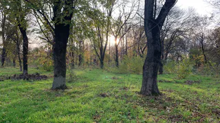 «Опять без нас решили»: рязанцы обсуждают строительство в Лесопарке и слова губернатора