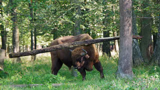 Рязанский зубр удивил жонглированием бревном Приокско-Террасный заповедник