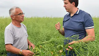 Брянская область выбилась в мировые лидеры по урожайности озимого рапса