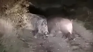 В Рязанской области очевидцы сняли на видео схватку двух кабанов 