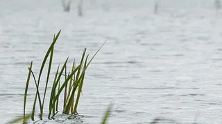 В Рыбновском районе в Оке утонул 41-летний мужчина