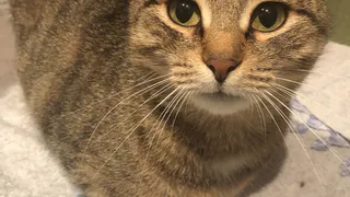 Дай лапку: Барсик, Каспер и Герда в поисках хозяев