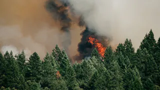 В Клепиковском районе Рязанской области пожарные потушили лесной пожар