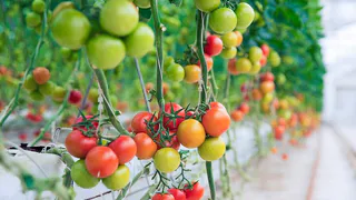 Не томат, а суперприз для ушлого огородника: кусты сплошь облеплены помидорами на 65-й день — даже в дождливое лето