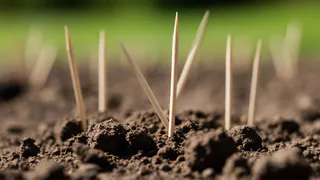 Втыкаю зубочистку в грядку – и помидоры сами говорят, когда их полить: секрет, который спасет от засухи и экономит время