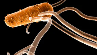 В Нижнекамске в продуктах питания была обнаружена сальмонелла