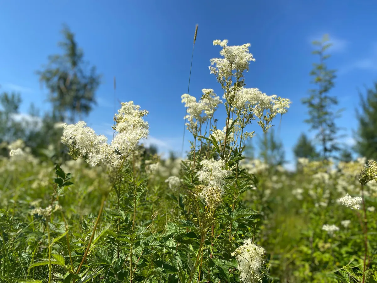 15 июля Челябинскую область ждёт идеальная летняя погода: тепло, но не жарко