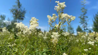 15 июля Челябинскую область ждёт идеальная летняя погода: тепло, но не жарко