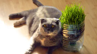 Эти кошки не просто милые: 5 фактов о шотландских вислоухих, которые вы не знали