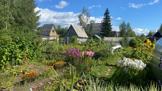 Сода больше не нужна: инженер назвал два средства для очистки выгребной ямы без откачки – естественный процесс разложения