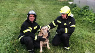 Пожарные спасли испуганную собаку из конуры во время пожара в Киржачском районе