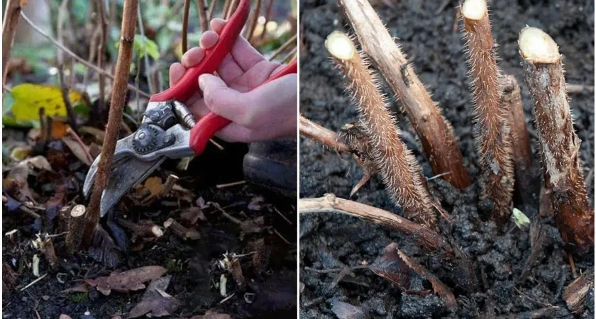 Дачников призвали срочно срубить малину под корень и сжечь её