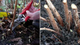 Дачников призвали срочно срубить малину под корень и сжечь её