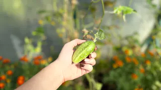 Теперь буду сажать огурцы только по-японски. Рассада толще пальца, не болеет, огурцы дают шикарный урожай