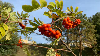 Солнечно и без осадков: какая погода ждет рязанцев в выходные