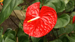 Цветок «мужское счастье»: почему антуриум не выпускает бутоны — ошибка в горшке, которую совершает каждый