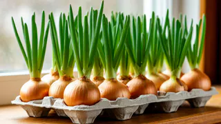 Зелень без хлопот: как вырастить лук на подоконнике в яичных лотках — витаминный взрыв для зимнего стола