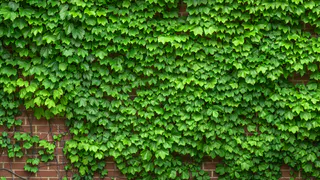 Лучшее ограждение для вашего участка: профлист больше не в моде — современный и эстетичный метод для сохранения приватности