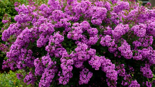 Роскошный лиловый фонтан из ароматных гирлянд весь сезон: неприхотливый кустарник растет даже на скудных почвах и не требует много времени