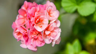 2 капли в воду – и герань пышет здоровьем: мощные шапки обеспечены