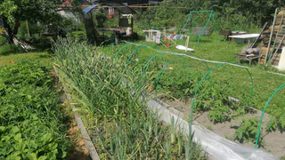 Лучше компоста: копеечное удобрение взрывает урожай в июле - поливаем каждые 7 дней