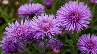 Астры взойдут щеткой - нужно лишь правильно посеять: вот как это делают опытные дачники